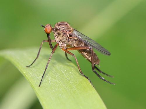 Empis livida